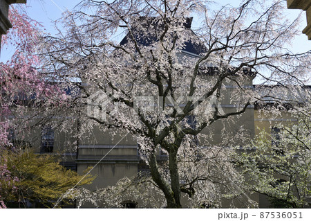 京都府庁旧本館 祇園枝垂桜 京都府庁旧本館 祇園枝垂桜 87536051