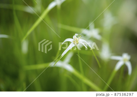 シラサギカヤツリソウ 87536297