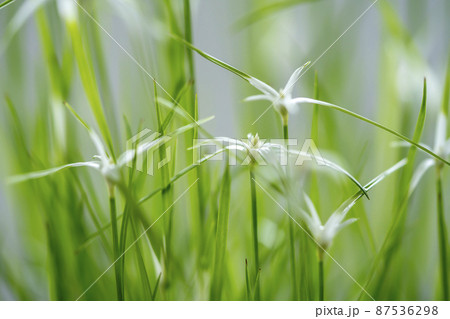 シラサギカヤツリソウ 87536298