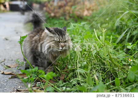 Lovely cat walking in the park at summer day with natural light. 87536631