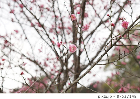 梅の花 梅の花 87537148