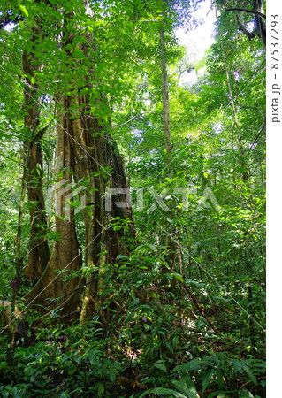 マレーシア　ボルネオ島の世界遺産　グヌン・ムル国立公園 87537293