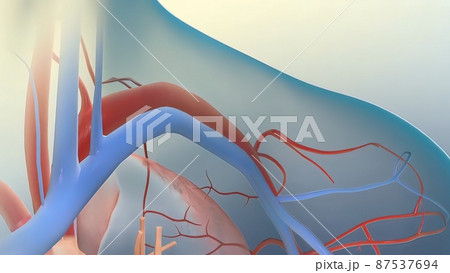 There are three kinds of blood vessels: arteries, veins, and capillaries 87537694