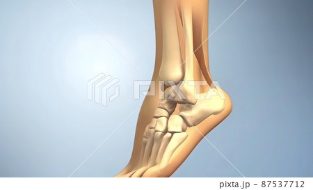 Anatomy,achilles tendon ,soleus ,calcaneus 87537712