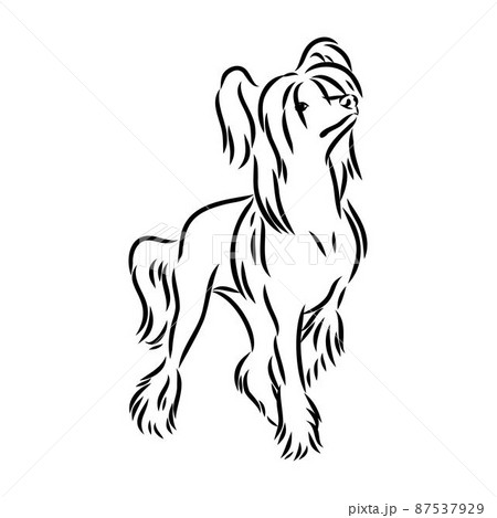 Decorative portrait of standing in profile Chinese Crested Dog, vector isolated illustration in black color on white background Decorative portrait of standing in profile Chinese Crested Dog, vector isolated illustration in black color on white background 87537929