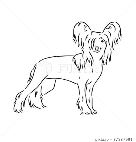 Decorative portrait of standing in profile Chinese Crested Dog, vector isolated illustration in black color on white background 87537991