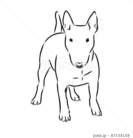 Bull terrier, bull terrier funny face, black and white vector illustration 87538108