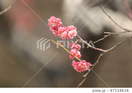 紅梅(滝宮天満宮) 紅梅(滝宮天満宮) 87538638