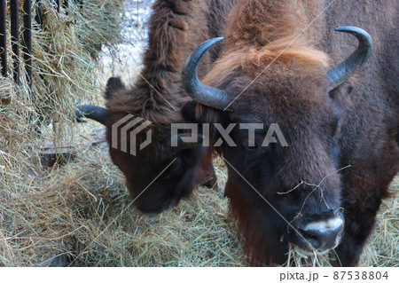 Close-up of a bison eating hay. Close-up of a bison eating hay. 87538804
