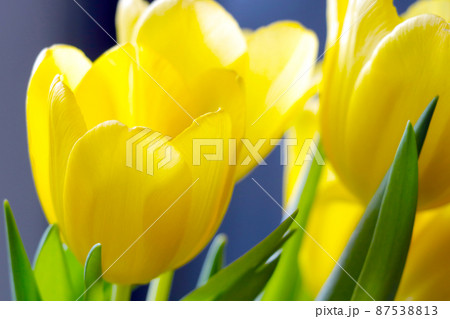 Beautiful yellow bouquet of tulips in spring. Congratulations on the holiday. 87538813