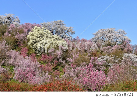 福島市花見山公園の花木咲く里山 福島市花見山公園の花木咲く里山 87539721