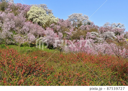 福島市花見山公園の花木咲く里山 87539727