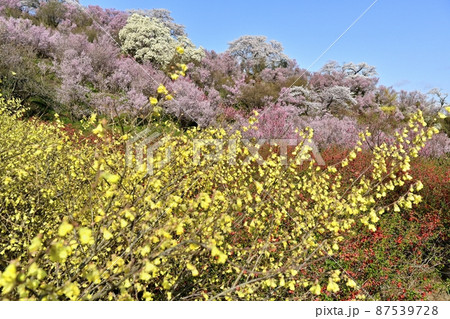 福島市花見山公園の花木咲く里山 87539728