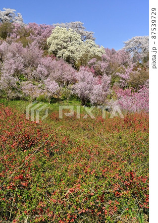 福島市花見山公園の花木咲く里山 福島市花見山公園の花木咲く里山 87539729