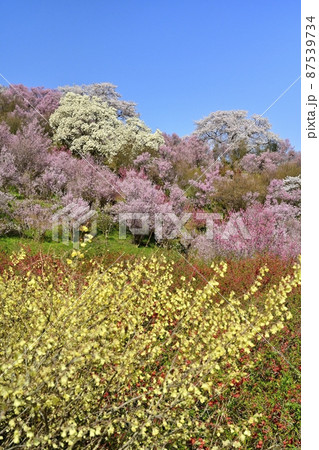 福島市花見山公園の花木咲く里山 87539734