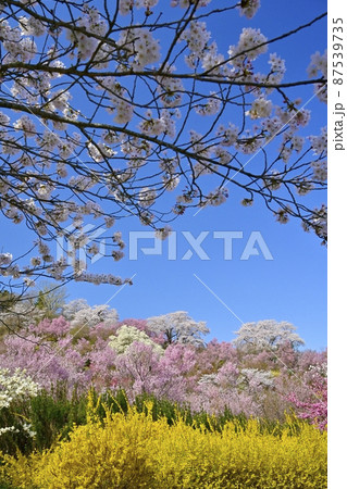 福島市花見山公園の花木咲く里山 87539735