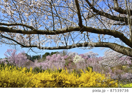福島市花見山公園の花木咲く里山 87539736