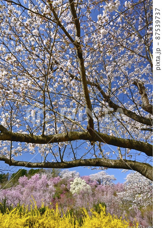 福島市花見山公園の花木咲く里山 87539737