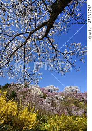 福島市花見山公園の花木咲く里山 福島市花見山公園の花木咲く里山 87539742