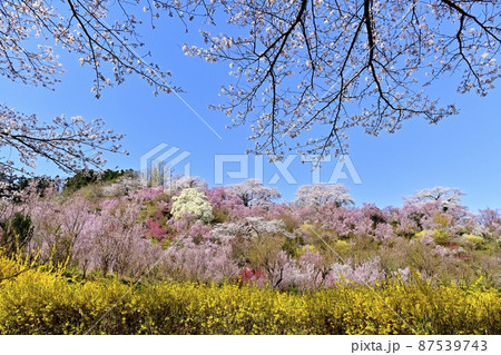 福島市花見山公園の花木咲く里山 87539743