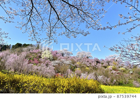 福島市花見山公園の花木咲く里山 87539744