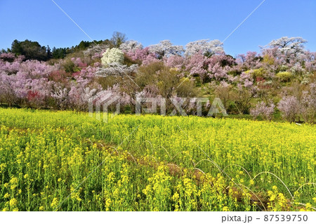 福島市花見山公園の花木と菜の花咲く里山 福島市花見山公園の花木と菜の花咲く里山 87539750