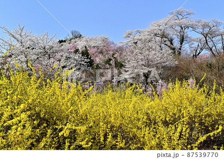 福島市花見山公園の花木咲く里山 福島市花見山公園の花木咲く里山 87539770