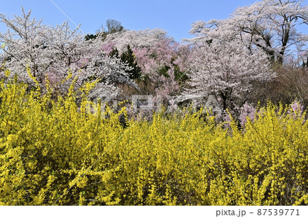 福島市花見山公園の花木咲く里山 福島市花見山公園の花木咲く里山 87539771