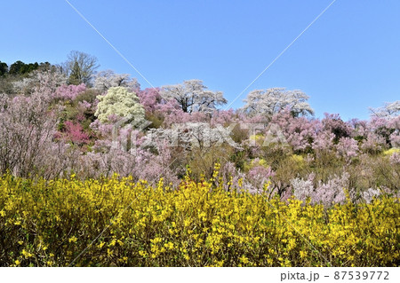 福島市花見山公園の花木咲く里山 福島市花見山公園の花木咲く里山 87539772