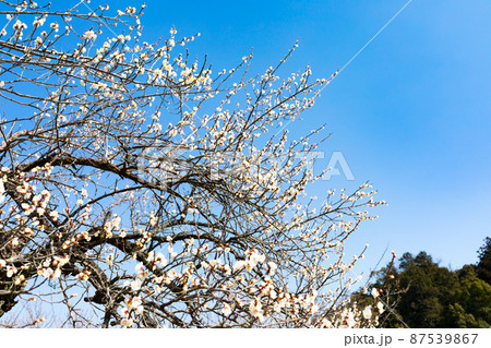 埼玉県越生町 生越梅林 梅まつり 埼玉県越生町 生越梅林 梅まつり 87539867