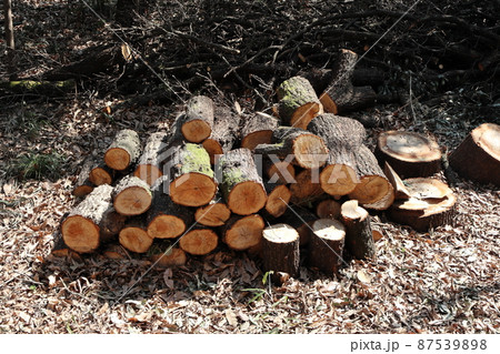 切り株 87539898