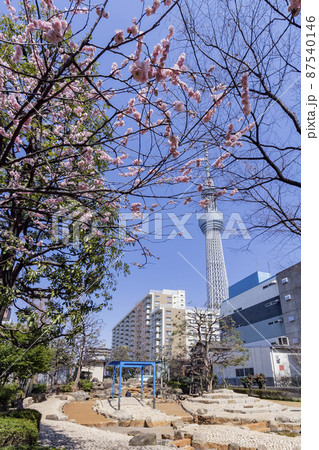 台東区立山谷堀公園・梅・東京スカイツリー 87540146