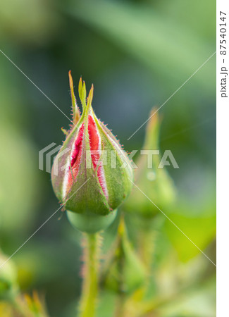 Small closed bud of a red young rose on a green background. Young closed rose. 87540147