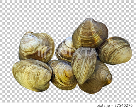 lily, clams, oysters lily, clams, oysters 87540276