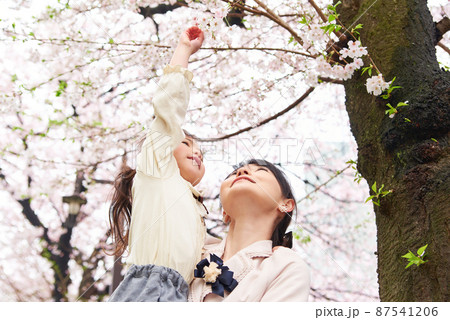 桜の前で娘を抱っこする母 桜の前で娘を抱っこする母 87541206