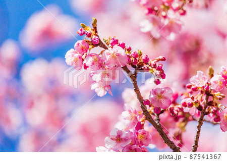 河津桜の花　満開　青空バック 87541367
