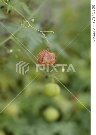 Balloon vine 87541509