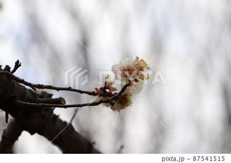 日本の埼玉県さいたま市の大宮第二公園に咲く白い梅の花（雪月花） 87541515