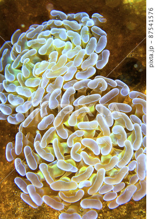 Branching Hammer Coral, Lembeh, Indonesia 87541576