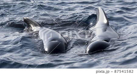 Long-finned Pilot Whale, El Estrecho Natural Park, Spain 87541582