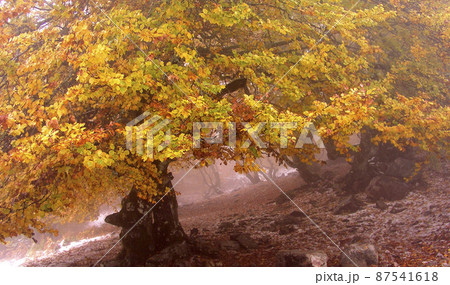 Hayedo de la Pedrosa Beech Forest, Spain 87541618