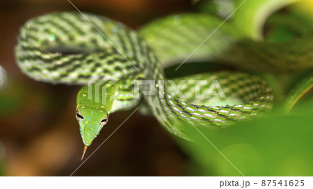 Green Vine Snake, Sinharaja National Park Rain Forest, Sri Lanka 87541625