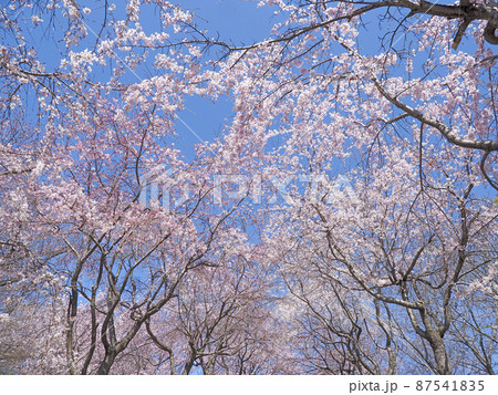 桜 87541835