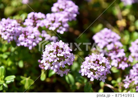 タイム・ロンギカウリス 87541931