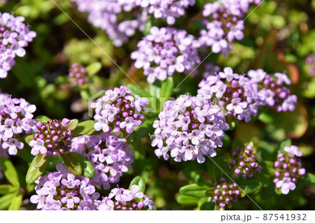 タイム・ロンギカウリス 87541932