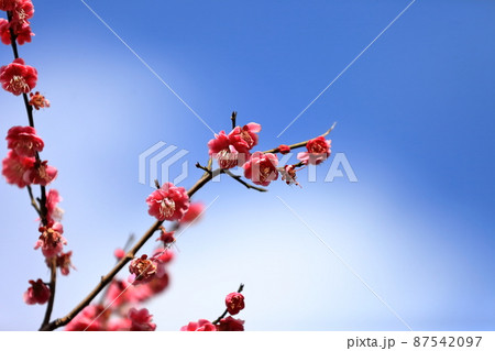 梅の花 87542097