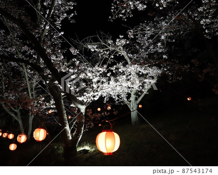 夜桜とちょうちんの幻想的な夜景 87543174
