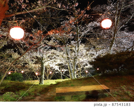 幻想的な夜桜とちょうちん 幻想的な夜桜とちょうちん 87543183