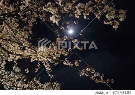 満開の桜の間から見える月 満開の桜の間から見える月 87543185