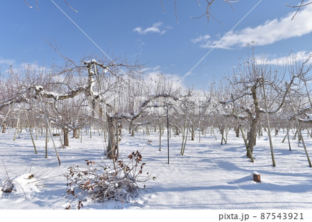快晴の長野市アップルライン赤沼南、雪化粧したリンゴ畑にリンゴの木が整然と並ぶ 87543921